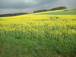 IMG_1162.jpg