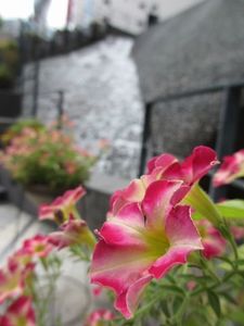 IMG_1621.jpg