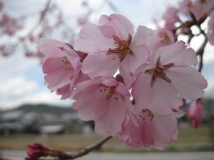 IMG_3292.jpg