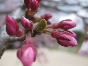 IMG_3295.jpg