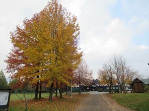 IMG_4275.jpg