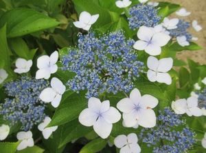 IMG_4356.jpg