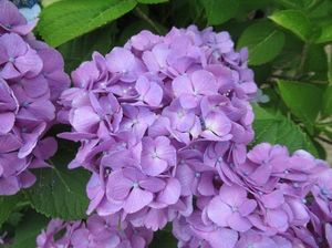 IMG_4357.jpg