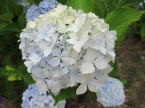 IMG_4358.jpg