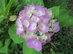 IMG_4360.jpg