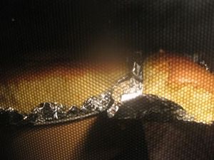 IMG_4442.jpg