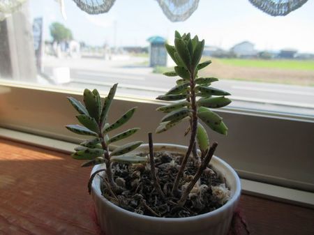 IMG_6453.jpg